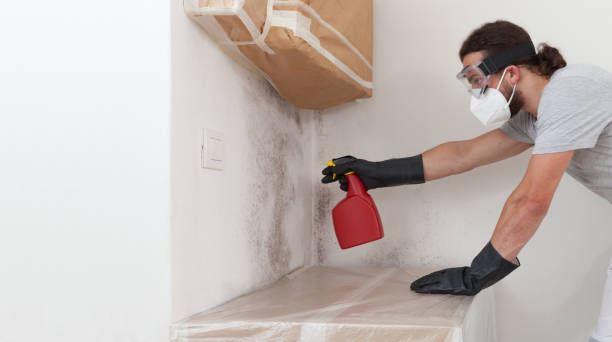Professional Mold Removal technician working in Saddle Brook, NJ